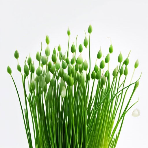 chives